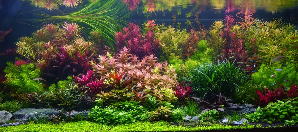 10 Species Live Aquarium Plant Bundle Aquascaping for Beginner