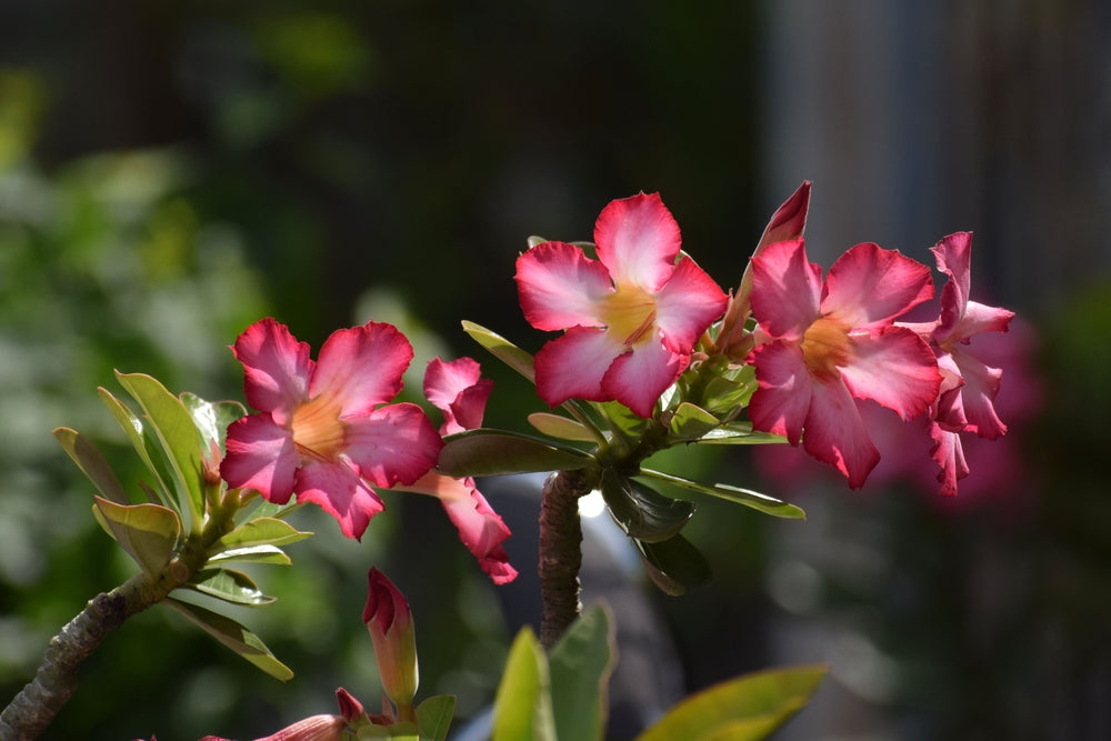 Desert Rose Dying? 11 Helpful Tips to Grow Adenium obesum