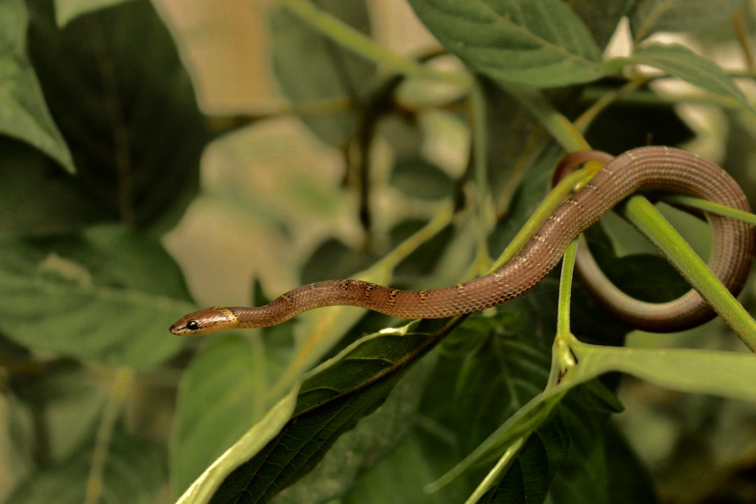 plants that deter snakes