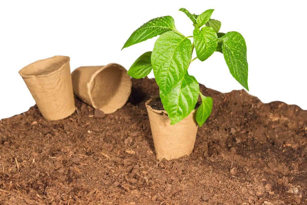 The Problem with the Peat Moss in Your Pots (and What to Use Instead)