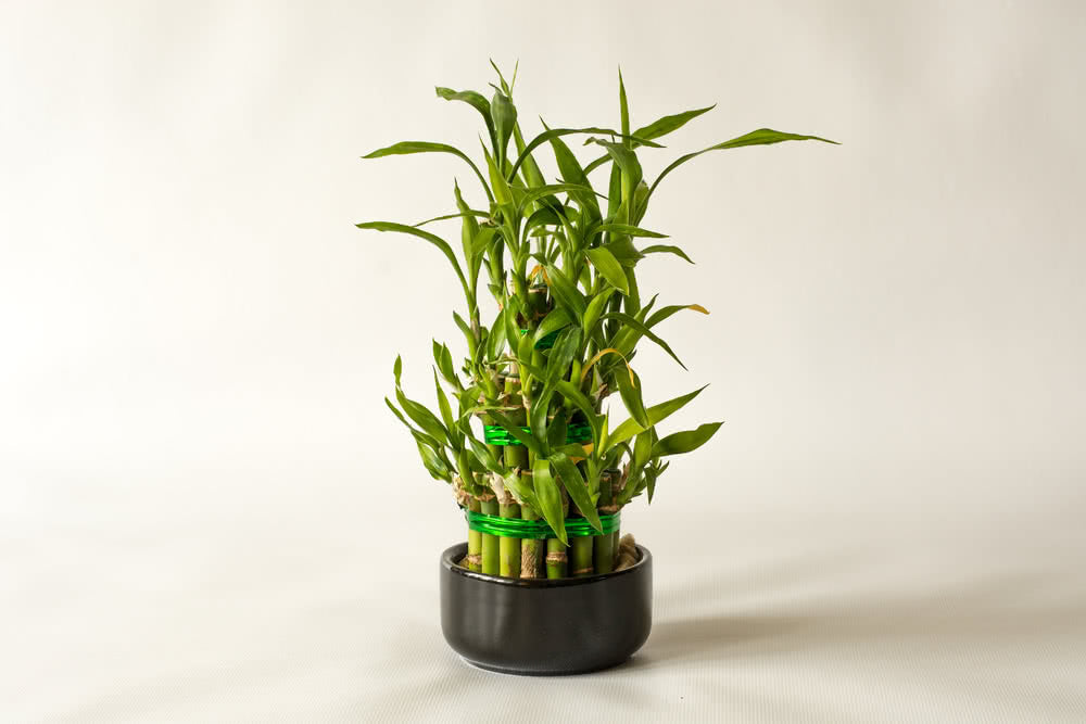 mini lucky bamboo plants
