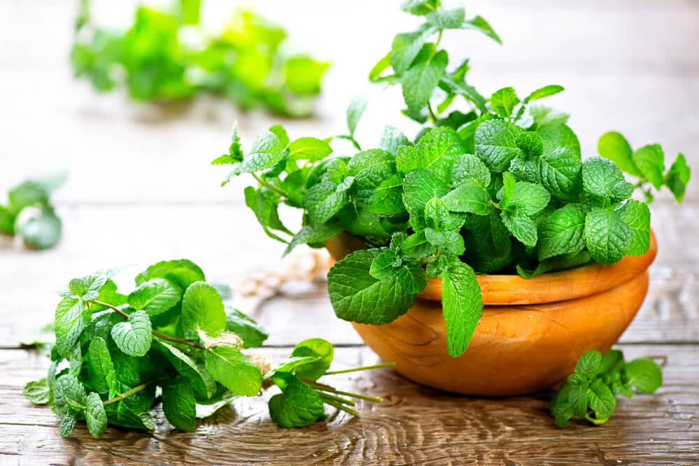 How to Grow and Care for Mint in the Home Garden