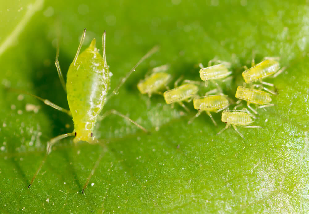 Black Aphids - What Are They and How to Kill Them - With Pictures