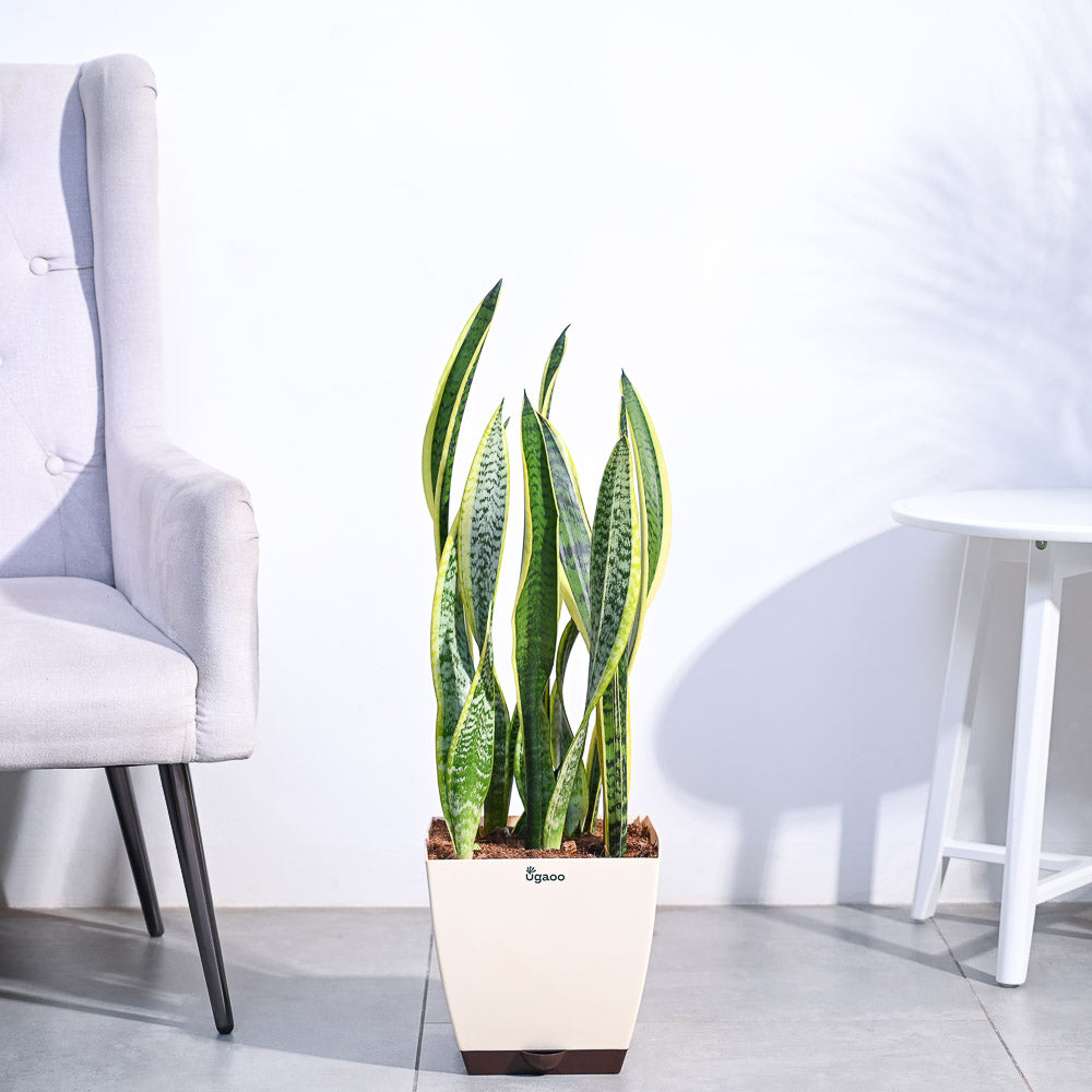 Pin on Laurentii sansevieria