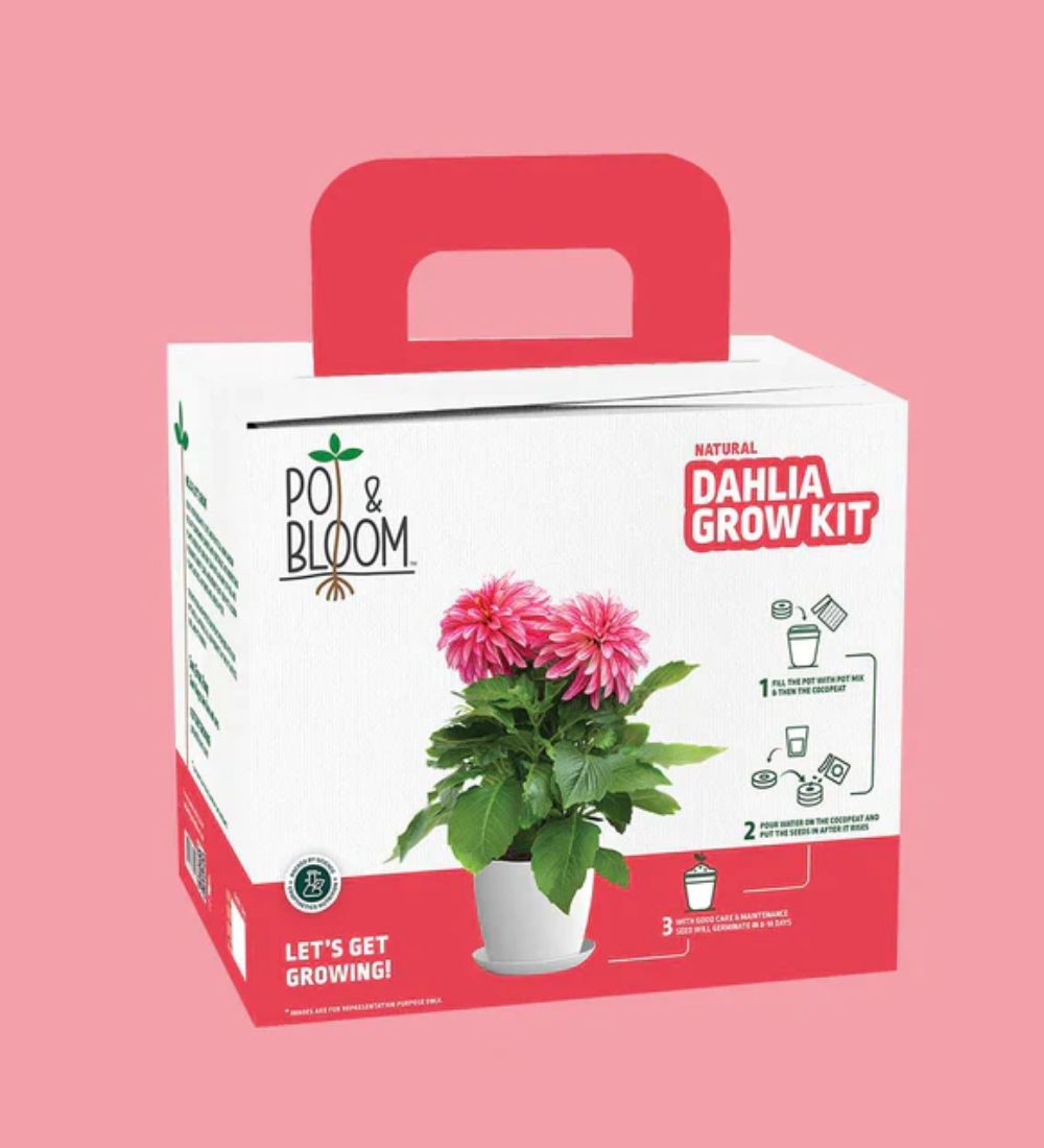 Dahlia Seed Grow Kit in Terracotta Pot - TotalGreen Holland