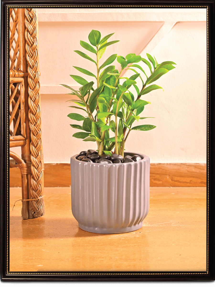 Plante décorative en pot Mariuccia 100x57 cm