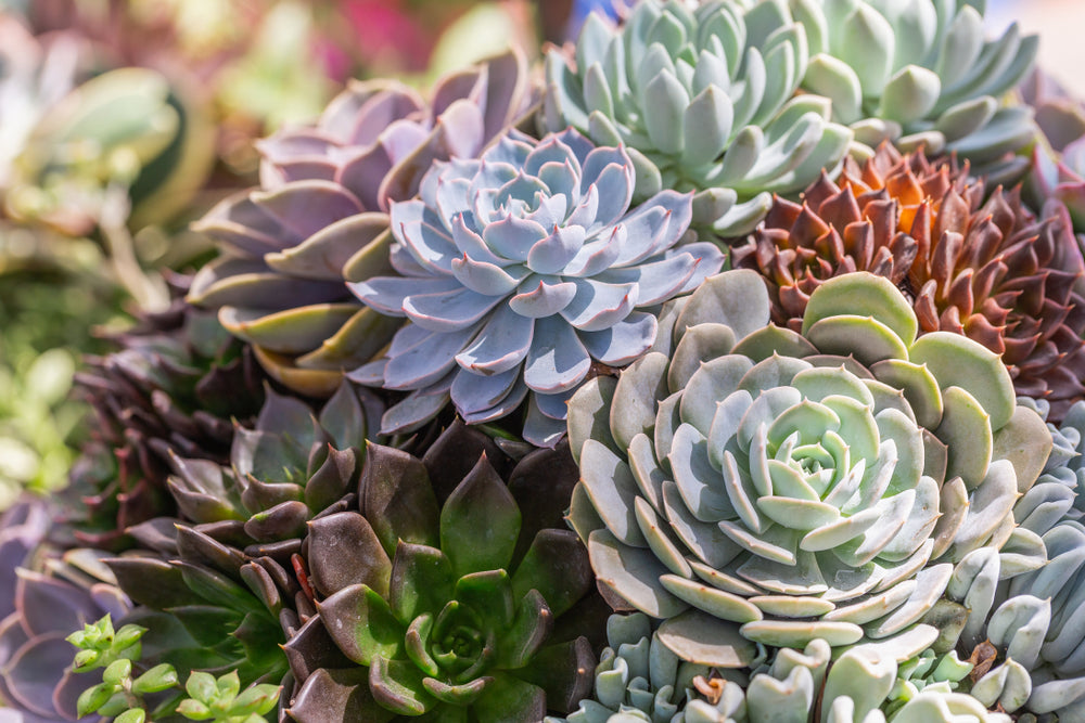 How to Take Care of Succulents