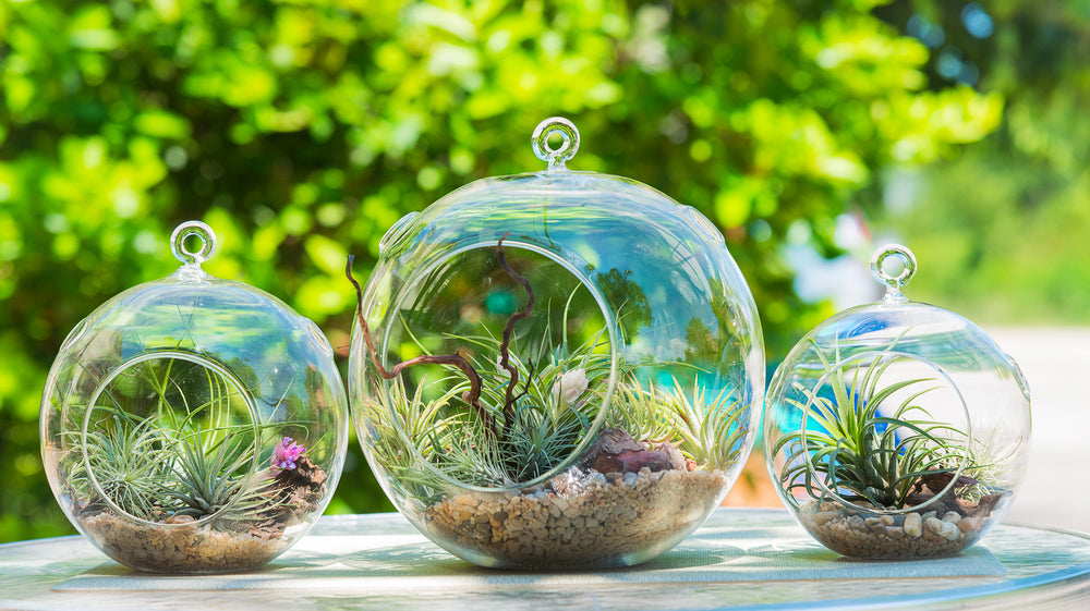 Open Terrariums 