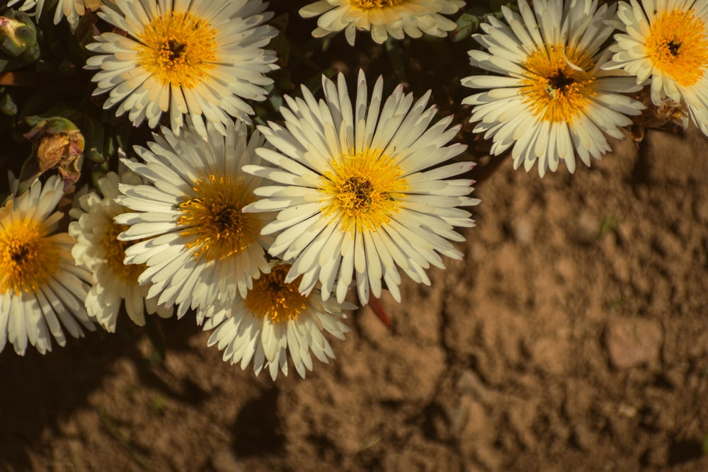 White Ice Plant 