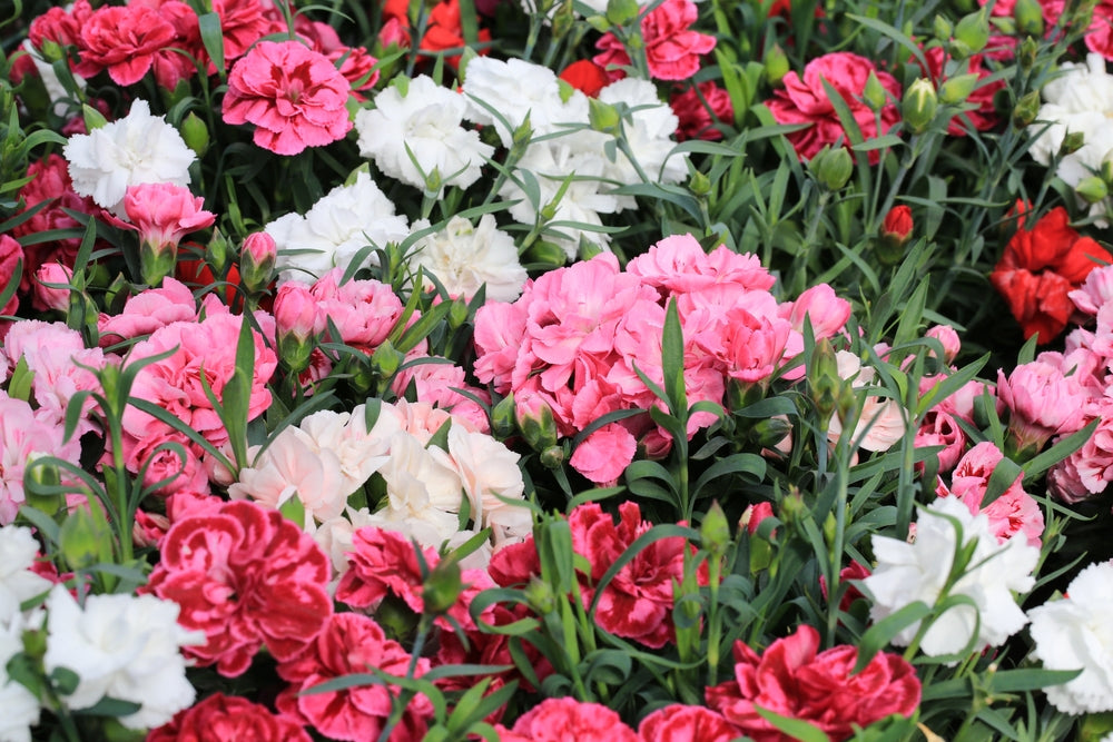 Dianthus Flowers in Bloom