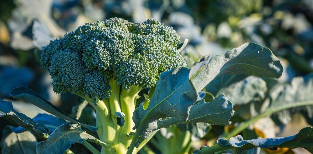 How to Grow Broccoli At Home