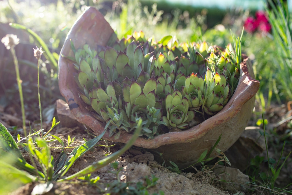 Don't Throw Away Broken Pots, Bring Them Back to Life!