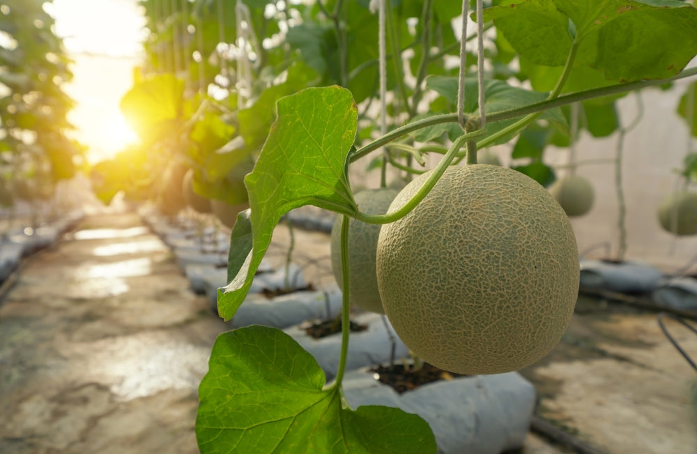 Cantaloupe Growing on Plants