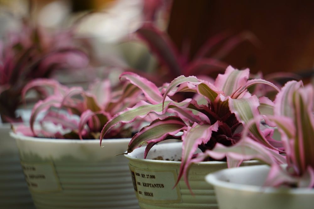 Earth Star Pink Plants