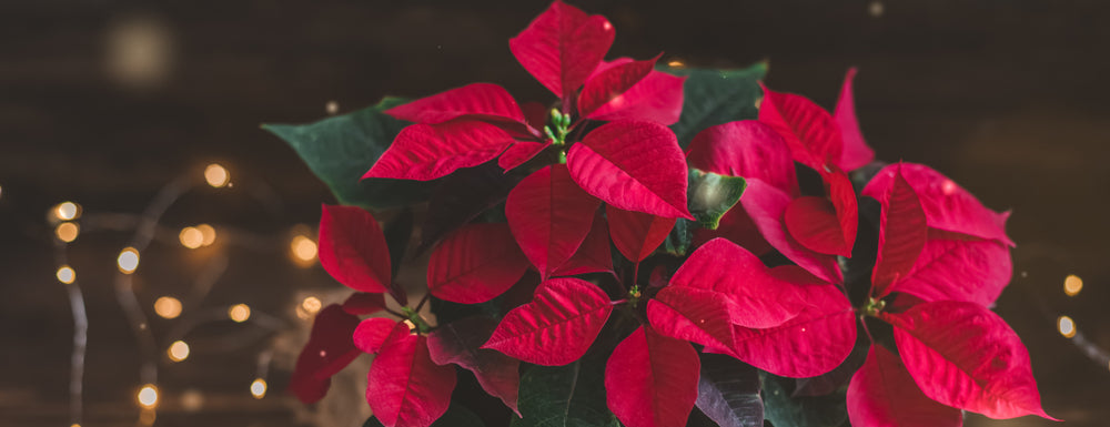 Red Poinsettias 