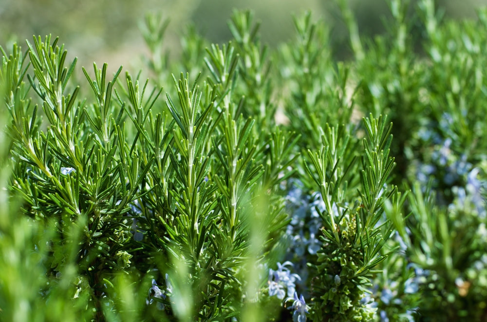 How to Grow Rosemary at Home