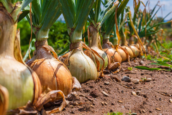 Growing Onion in Your Kitchen Garden