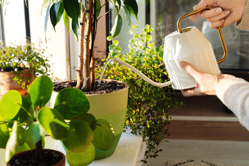 How to Water Indoor Plants: Say Goodbye to Improper Watering!