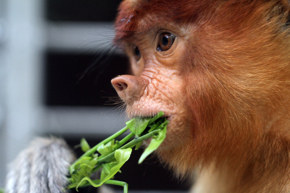 How to Save plants from Monkeys