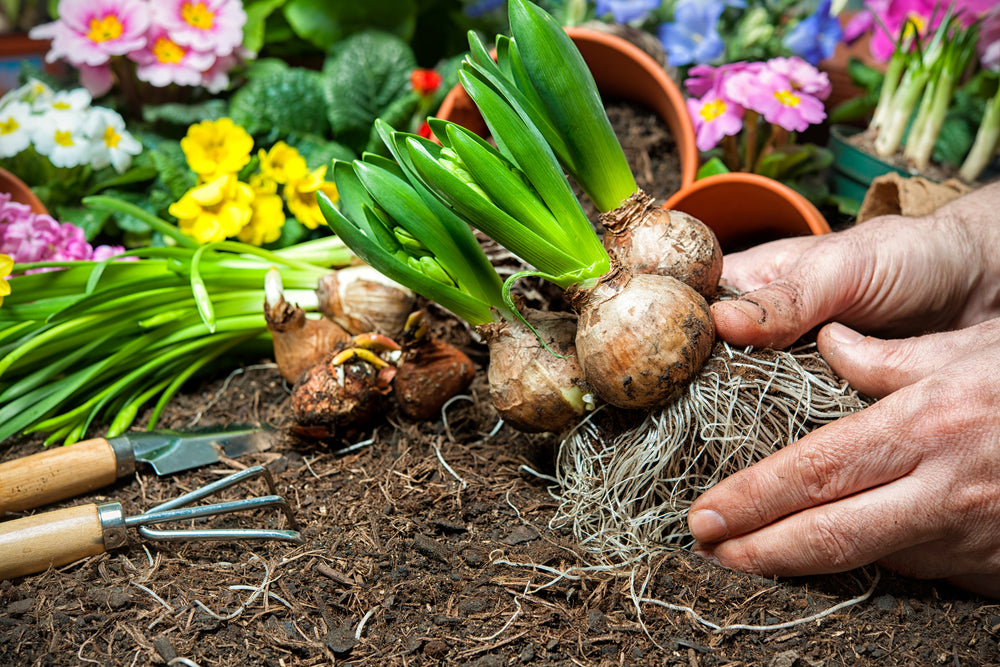 Planting Summer Bulbs