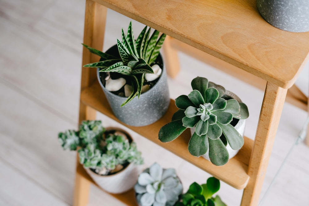 7 Best Plant Stands for Indoors: Spruce Up Your Plant Decor!