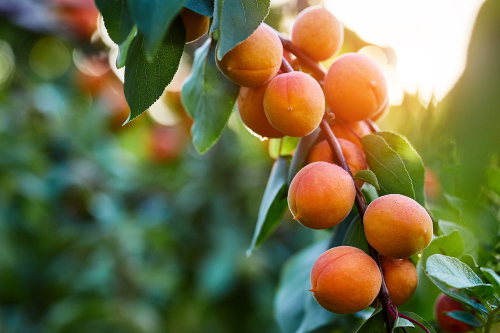 Apricots Growing on Tree