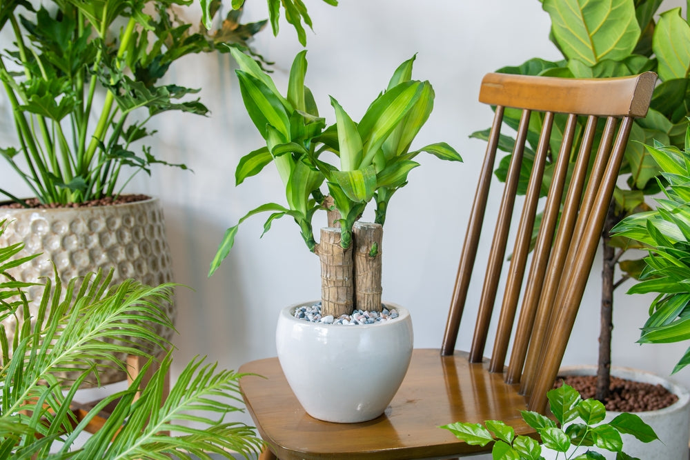 Why Should You Gift the Brazilian Lucky Wood Plant this Diwali