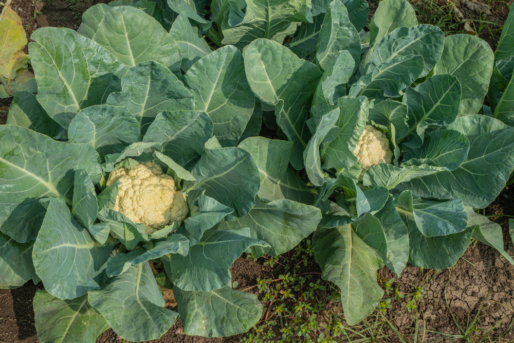 How to Grow Cauliflower from Seeds