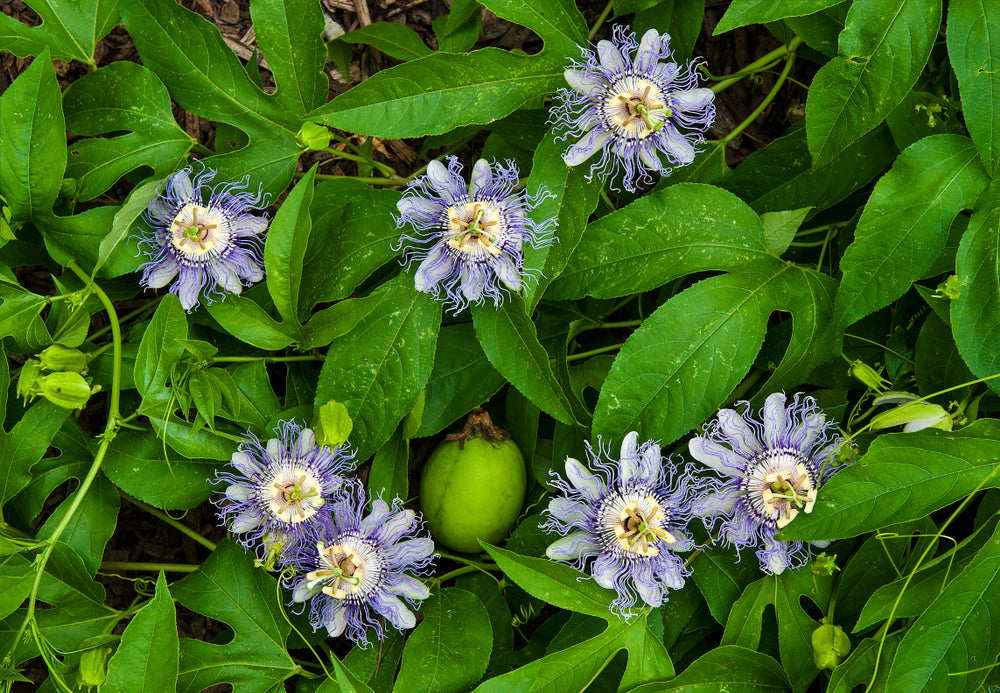 Passion Flower Vine