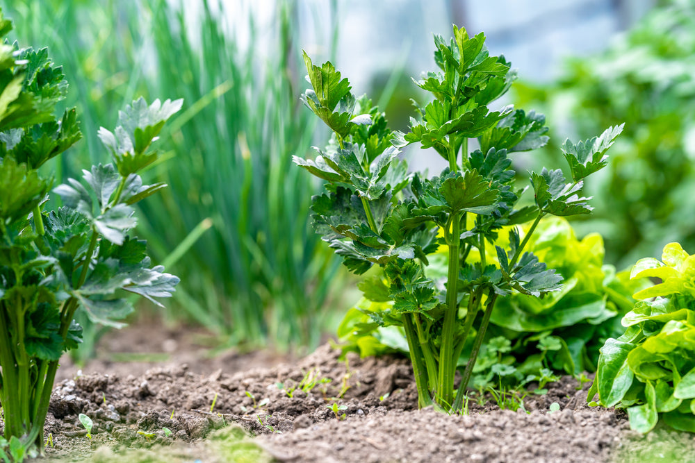 How to Grow Celery At Home