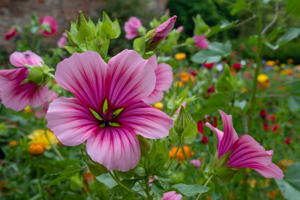 Mallow or Malva Flowers