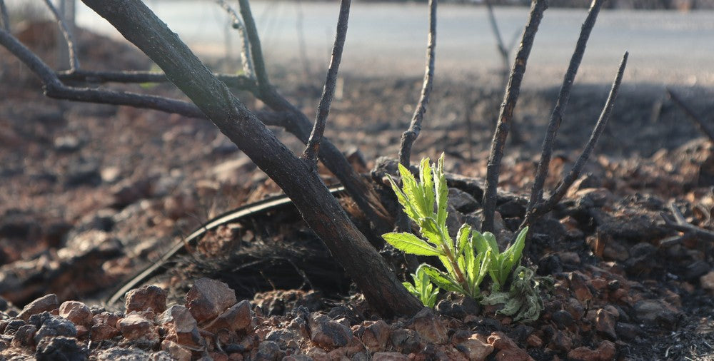 Does Burned Soil Affect Seed Germination?