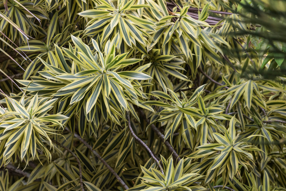 Growing and Caring for the Song of India Plant 