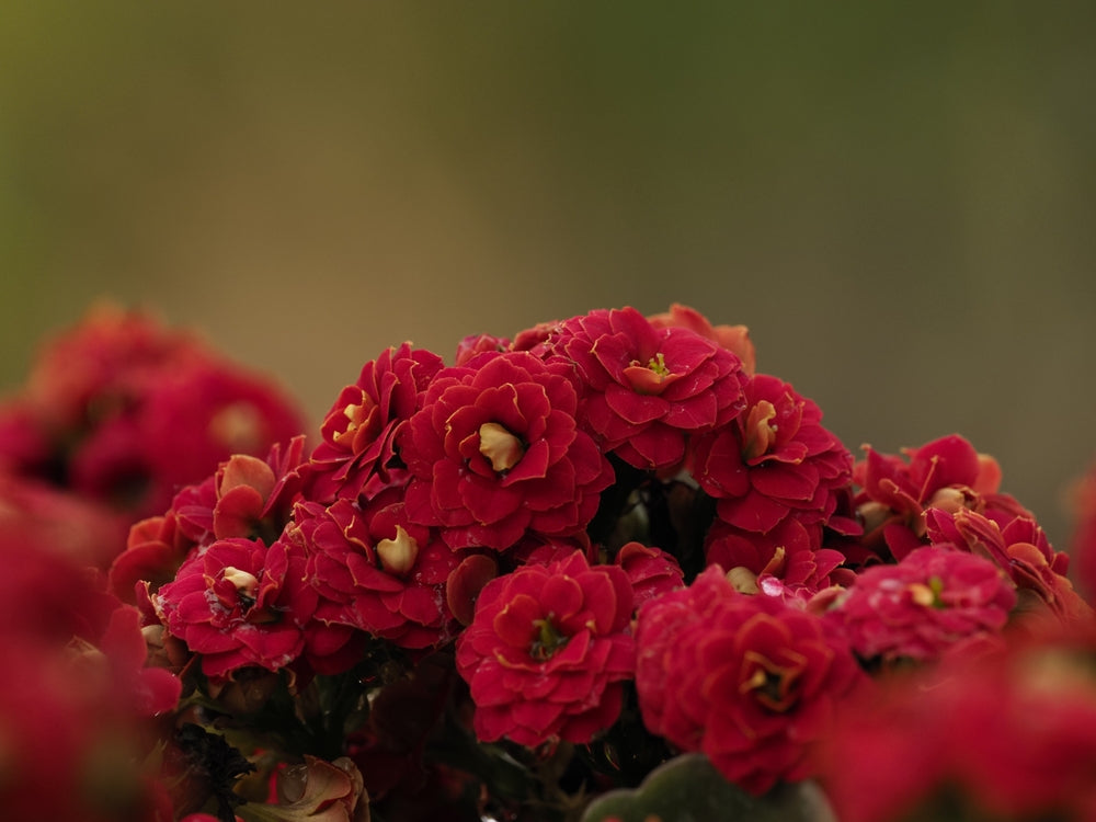 Kalanchoe blossfeldiana