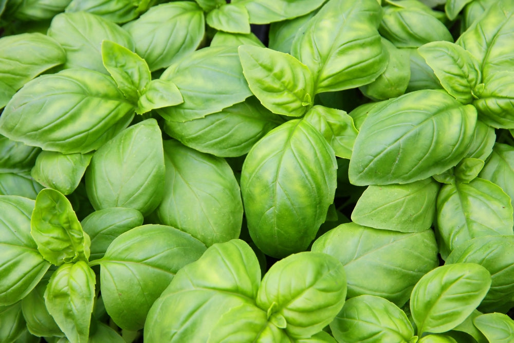 Basil Plant