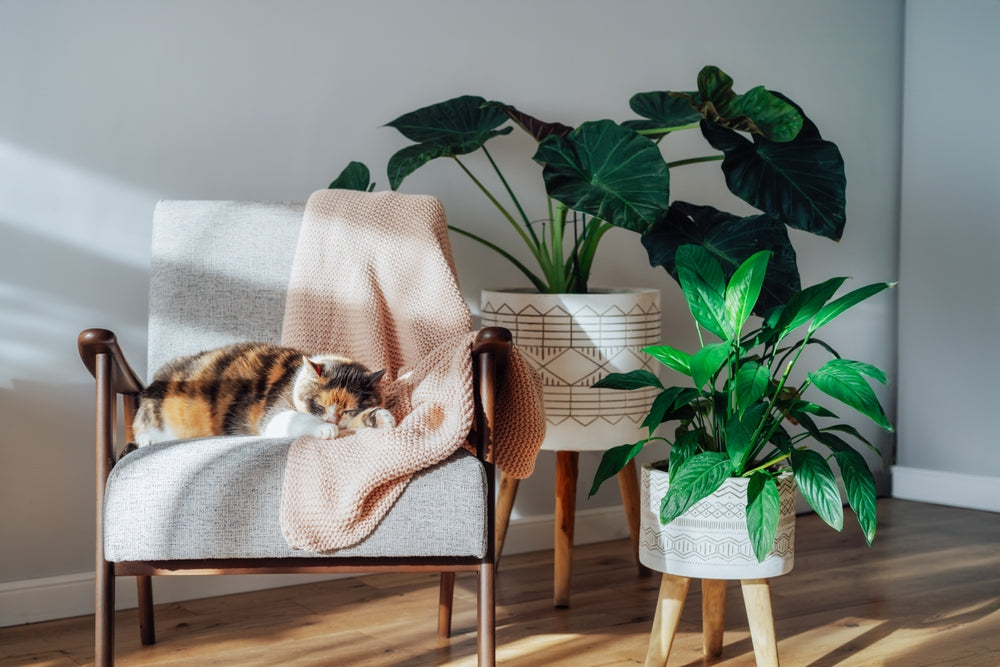 Using Air-Purifying Plants for Meditation: How Do They Benefit You?