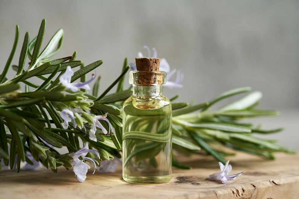 Rosemary Oil Benefits and How to Extract from the Plant