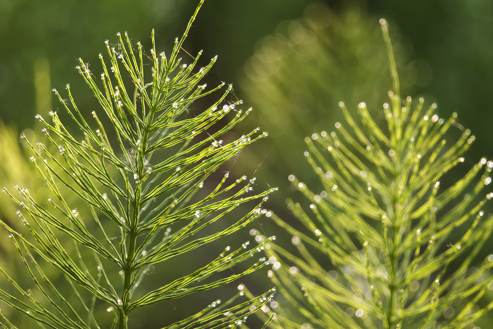 What are Horsetails Plants?