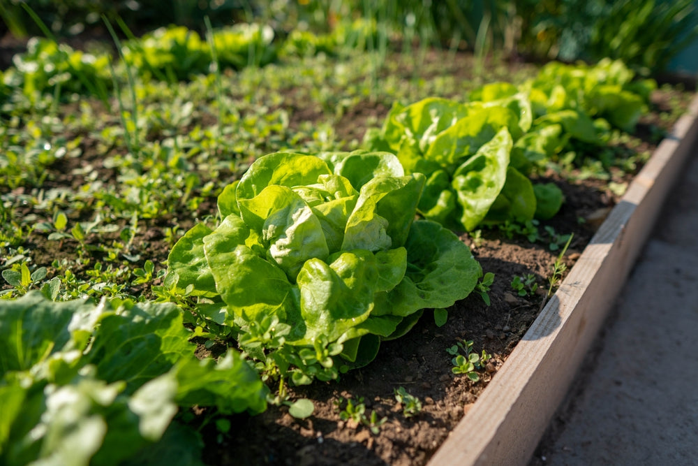 How to Grow Lettuce at Home