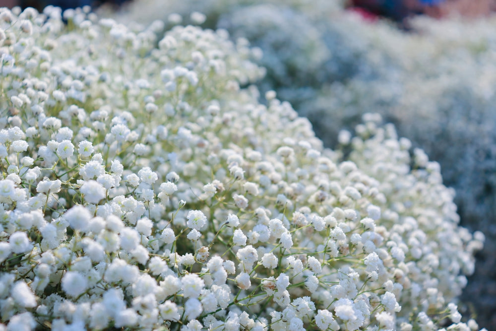 Baby's Breath Flowers