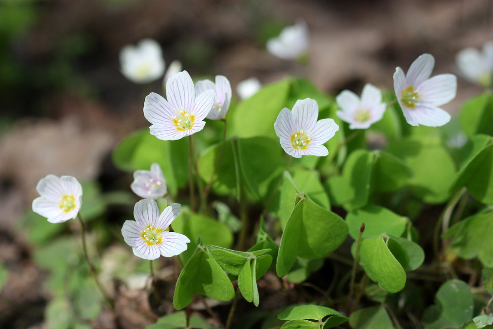 Know More About the Fairy Bells Plant