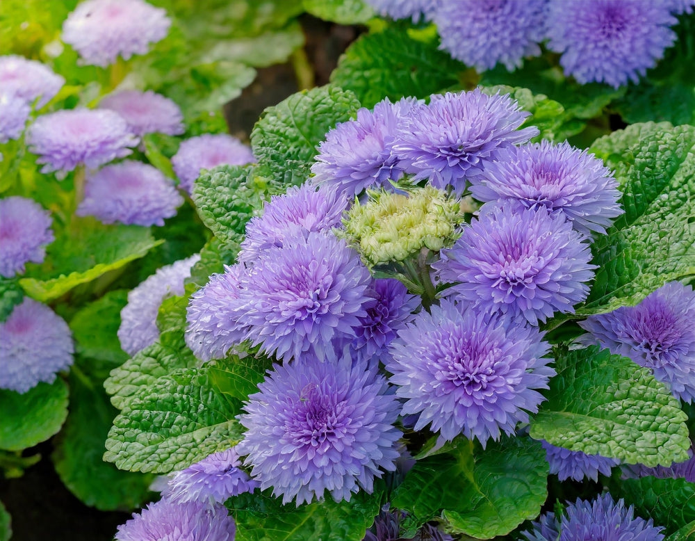 How to Grow Ageratum Seeds