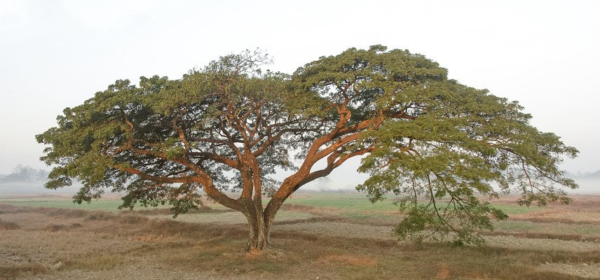 How to Grow Acacia Catechu Seeds