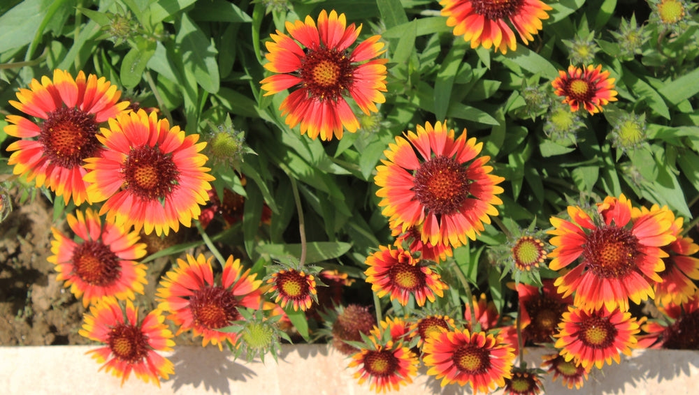 How to Grow Blanket Flowers or Gaillardia Flowers