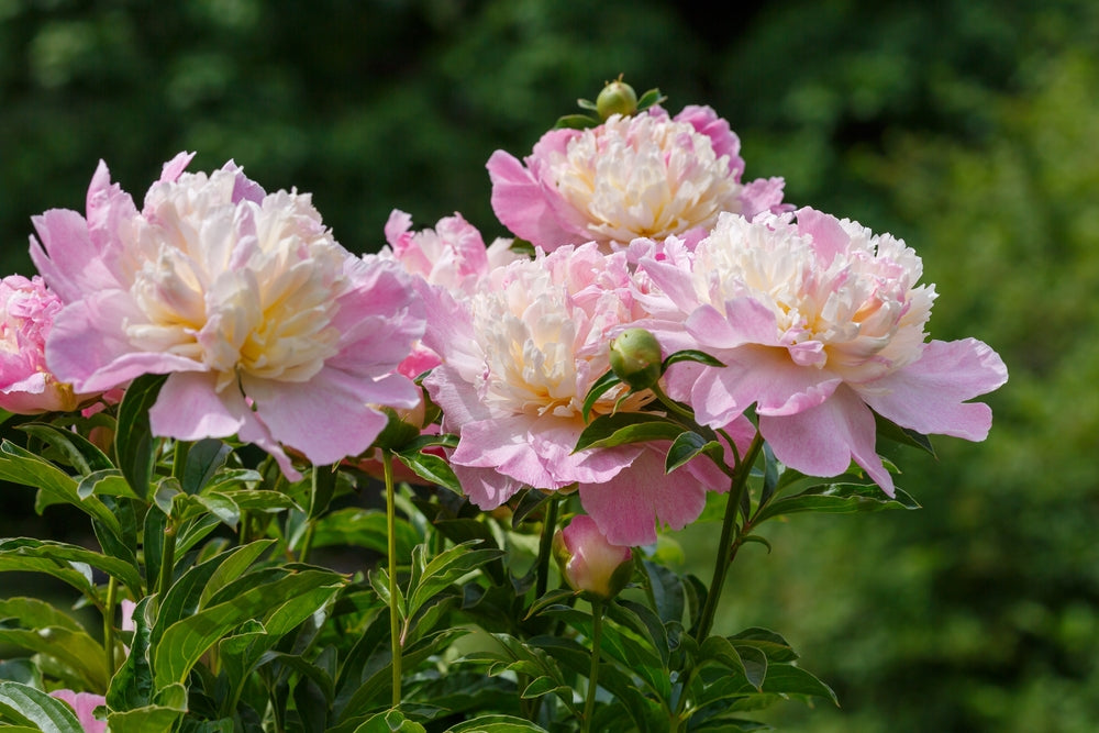 How to Grow Peonies in India