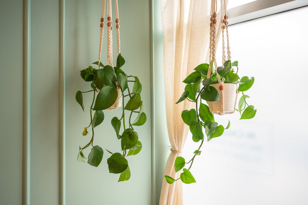 How to Care for Hanging Plants