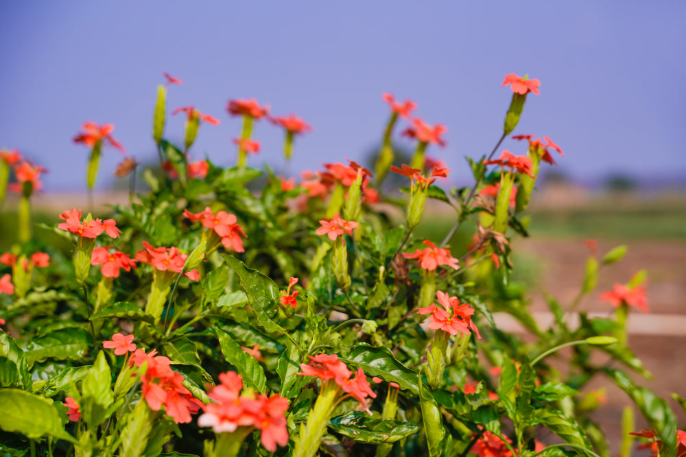 How to Grow Crossandra from Seeds