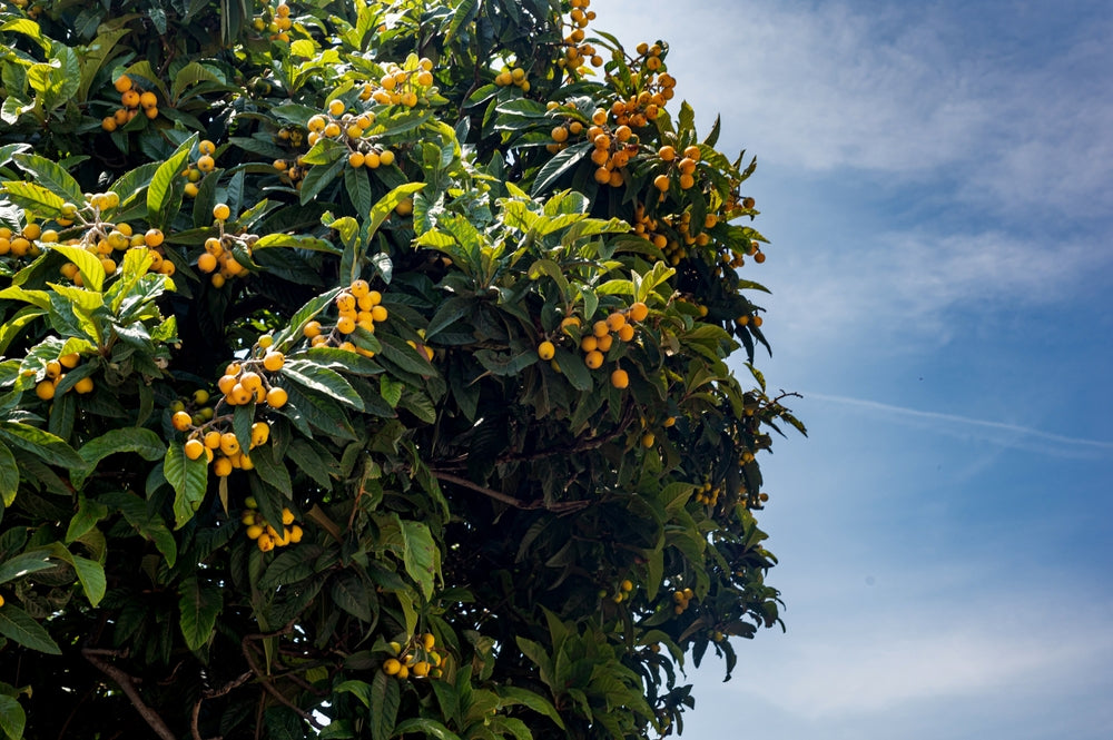 Loquat Tree