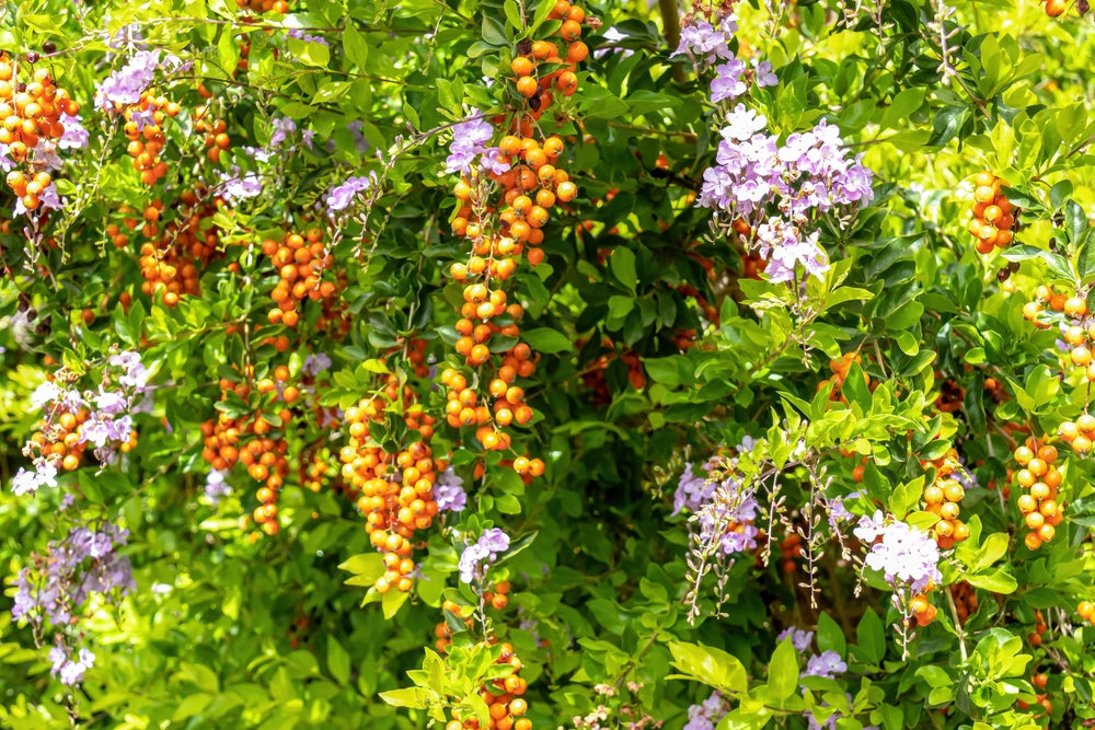 Golden Dewdrop Plant