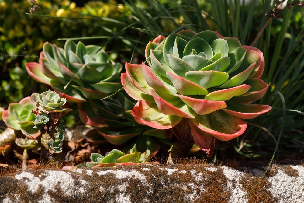 Caring for an Echeveria: What Must You Know?